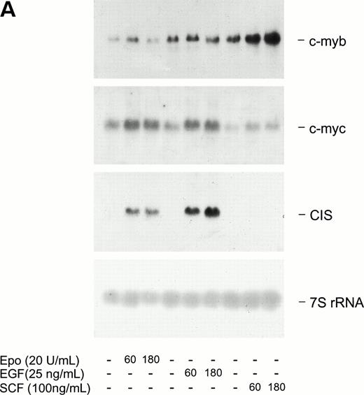 Fig. 7. SCF activation of c-kit response pathways in SKT6-EE372 cells. (A) SCF/c-kit induced transcription of c-myc and c-myb genes in SKT6-EE372 cells. SKT6-EE372 cells were cultured for 10 hours in 0.2% FBS and were exposed to Epo (20 U/mL), EGF (25 ng/mL), or SCF (100 ng/mL) for 0, 90, or 180 minutes. At the indicated intervals, cells were lysed, total RNA was isolated, and levels of c-myc, c-myb, and cis transcript expression were analyzed by Northern blotting. Equivalence in loading was assessed by hybridization to a 7S rRNA cDNA probe. (B) c-kit transcript expression levels are not downmodulated during Epo-induced SKT6 cell hemoglobinization. SKT6 cells were exposed to Epo at 10 U/mL and, at the indicated intervals (0, 48, and 72 hours), levels of c-kit, Epo receptor, and βmaj-globin transcripts were assayed by Northern blotting. Equivalence in loading was assessed by hybridization to a 32P-GAPDH cDNA.