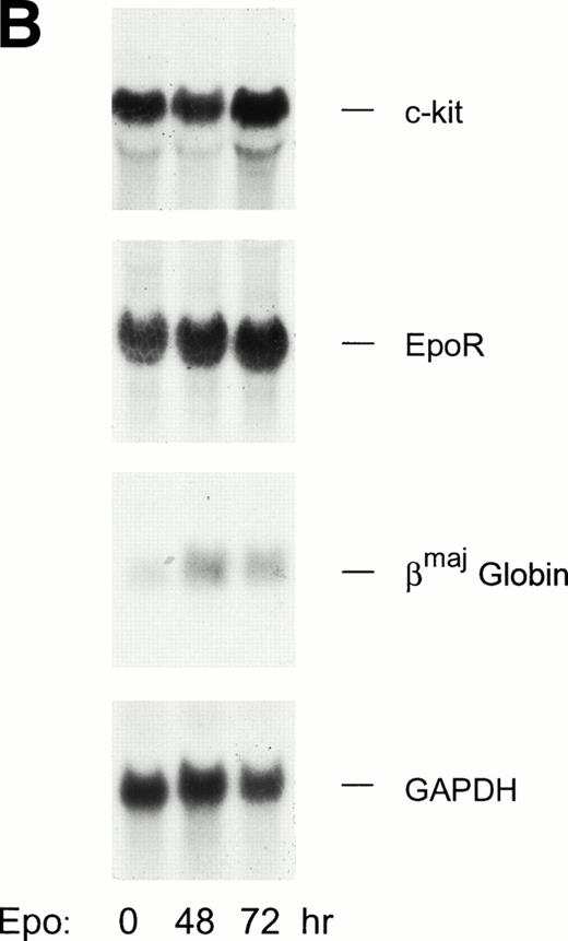 Fig. 7. SCF activation of c-kit response pathways in SKT6-EE372 cells. (A) SCF/c-kit induced transcription of c-myc and c-myb genes in SKT6-EE372 cells. SKT6-EE372 cells were cultured for 10 hours in 0.2% FBS and were exposed to Epo (20 U/mL), EGF (25 ng/mL), or SCF (100 ng/mL) for 0, 90, or 180 minutes. At the indicated intervals, cells were lysed, total RNA was isolated, and levels of c-myc, c-myb, and cis transcript expression were analyzed by Northern blotting. Equivalence in loading was assessed by hybridization to a 7S rRNA cDNA probe. (B) c-kit transcript expression levels are not downmodulated during Epo-induced SKT6 cell hemoglobinization. SKT6 cells were exposed to Epo at 10 U/mL and, at the indicated intervals (0, 48, and 72 hours), levels of c-kit, Epo receptor, and βmaj-globin transcripts were assayed by Northern blotting. Equivalence in loading was assessed by hybridization to a 32P-GAPDH cDNA.