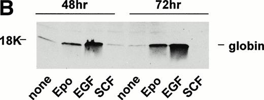 Fig. 8. SCF-dependent inhibition of Epo-induced SKT6 cell hemoglobinization. (A and B) SKT6-EE372 cell hemoglobinization is induced by Epo and EGF, but not by SCF. SKT6-EE372 cells were exposed to Epo (20 U/mL), EGF (25 ng/mL), or SCF (100 ng/mL) and, at 72 hours of culture, hemoglobin-positive cells were stained with DAF and scored (>200 cells per sample). Graphed (A) are mean frequencies of hemoglobin-positive cells ± standard deviation (n = 3). Also analyzed by Western blotting were levels of globin expression in Epo-, EGF-, and SCF-exposed SKT6 EE372 cells (B). (C) Concentration-dependent SCF-inhibition of Epo-induced SKT6 cell hemoglobinization. SKT6 cells were exposed for 8 hours to SCF at the concentrations indicated and subsequently were stimulated with Epo (2 U/mL) for 72 hours. As controls, SKT6 cells also were exposed independently to either SCF (100 ng/mL) or Epo (2 U/mL). Hemoglobin-positive cells were stained with DAF, and positive cells were scored (> 200 cells per sample). Mean frequencies of DAF-positive cells ± standard deviations (n = 3) are illustrated.