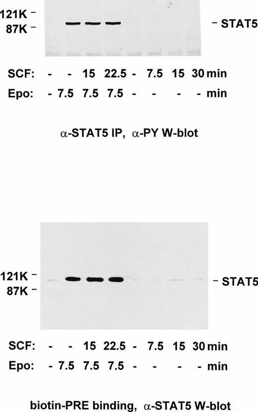 Fig. 9. Epo-induced activation of STAT5 in SKT6 cells is not modulated by SCF. To test whether SCF-inhibition of Epo-induced SKT6 cell differentiation might involve effects on STAT5 activation, SKT6 cells were pre-exposed to SCF at 100 ng/mL for increasing intervals and subsequently were exposed to Epo at 20 U/mL for 7.5 minutes. Lysates were then prepared by sonication in the presence of CHAPS. (A) Levels of cytokine-induced tyrosine phosphorylation of STAT5 were analyzed by immunoprecipitation and ECL-Western blotting using antibodies to phosphotyrosine. (B) Activated STAT5 was assayed by binding to a biotinylated PRE-element, adsorption to streptavidin-agarose, elution from washed gels, and Western blotting using antibodies to STAT5A.