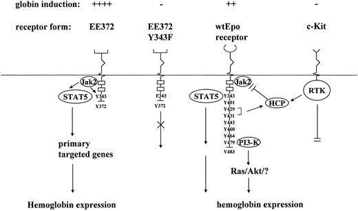Fig. 10. Candidate effectors of Epo- and SCF-regulated SKT6 cell hemoglobinization. In this model, STAT5 may act to promote globin gene expression via one (or more) primary target genes. By comparison, inhibitory effects of SCF may dependent on the downmodulation of Jak2 by HCP.