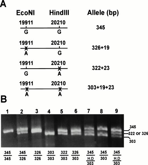 Fig. 3. Determination of the linkage between nt 19911 and nt 20210 by simultaneous HindIII and EcoNI digestion of a 345-bp amplified fragment spanning both sites. (A) Schematic illustration of 4 possible alleles and specific fragment sizes in basepairs after cleavage at the indicated sites (X). (B) Electrophoretic separation of the following observed genotypes: 3 normal homozygotes for 20210G (lanes 1 through 3) who were GG, GA, and AA for the 19911 polymorphism, respectively; 2 homozygotes for 20210A (lanes 4 and 5) who were AA and AG for the 19911 polymorphism, respectively; and 2 heterozygotes for G20210A who were AA (lane 6) and AG (lane 7) for the 19911 polymorphism. The additional band in lane 7 between the 345- and 303-bp bands represents a heteroduplex (H.D). This was proved by the following two mixing experiments. (1) When 345-bp PCR fragments from a homozygote for 20210G and 19911G and a homozygote for 20210A and 19911A were mixed and digested with HindIII andEcoNI, an uncut 345-bp fragment and a 303-bp fragment were obtained (lane 8). (2) When DNA samples from the same 2 individuals were mixed and then amplified by PCR, followed by digestion and electrophoresis, a pattern representing heteroduplex bands was obtained (lane 9) that is identical to the one shown in lane 7. Numbers alongside the gel indicate the size (in basepairs) of the bands.