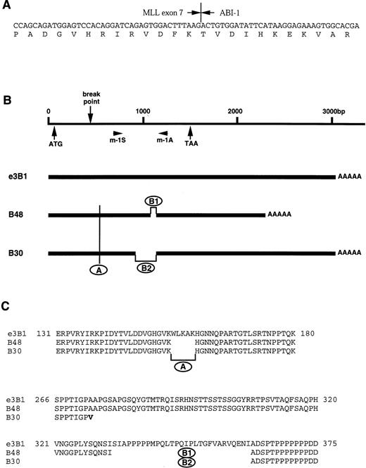 Fig. 2. (A) Partial sequences of MLL-ABI-1 chimeric transcript. Vertical lines indicate the exon-exon junctions of each gene. Arrowheads indicate the fusion points of each cDNA. (B) ABI-1 cDNA clones (B48, B30) and e3B1. AAAAA, poly(A) tail. (C) Comparison among three types of ABI-1 (e3B1, B48, and B30) predicted amino acid sequence.