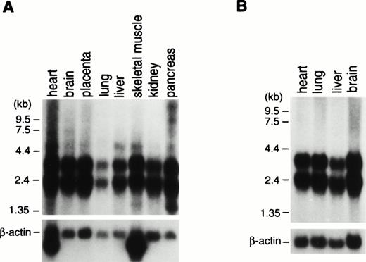 Fig. 3. Northern blot analysis of RNAs from adult (A) and fetal (B) human tissues. ABI-1 cDNA fragment was used as a probe for the Northern blots in the upper figures. Membranes were rehybridized to the β-actin probe for the lower figures. Names of the organs are indicated on top of the figures.