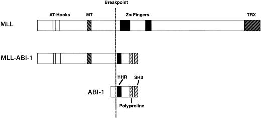 Fig. 5. Schematic representation of the MLL, ABI-1, and MLL-ABI-1 fusion proteins. MT, DNA methyltransferase homology region; TRX,Drosophila trithorax. HHR, homeodomain homologous region.
