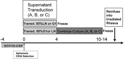 Fig. 1. Experimental design. Rhesus macaques underwent mobilization with G-CSF/SCF followed by apheresis of 2.5 times their blood volume. The apheresis product was enriched for primitive progenitors by CD34 selection and split into two equal fractions for a 96-hour transduction with either of two retroviral vectors: G1 (G1Na) or LN (LNL6). One aliquot was frozen at the end of transduction, whereas the other was returned to the original culture conditions without further exposure to retrovirus for a total of 10 to 14 days before freezing. Culture condition A: IL-3, IL-6, SCF; culture condition B: IL-3, IL-6, SCF, Flt-3 ligand; culture condition C: IL-3, IL-6, SCF, Flt-3 ligand, and an autologous stromal monolayer. After 650 cGy TBI on 2 consecutive days, both the transduced (nonexpanded) and the transduced and expanded aliquots were thawed and simultaneously reinfused.