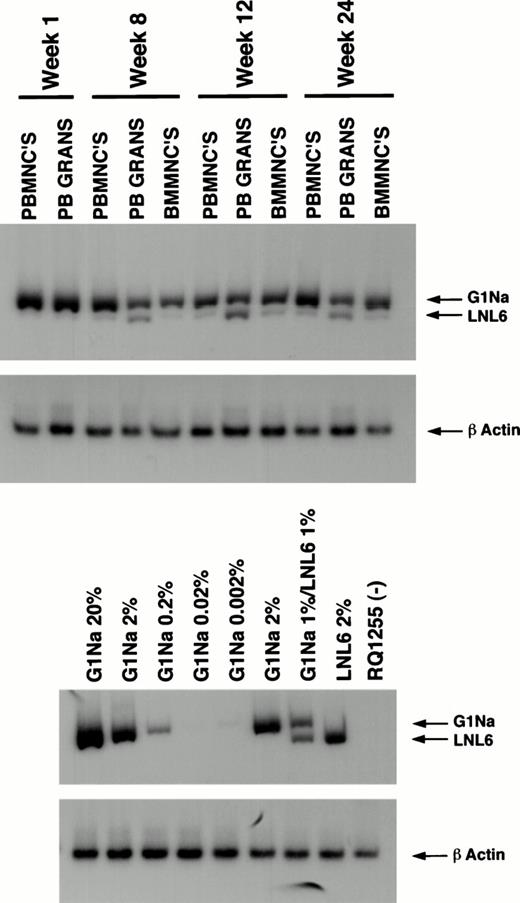 Fig. 5. PCR analysis of posttransplantation samples on animal L161. L161 received cells that were transduced (G1Na) and transduced (LNL6) and expanded in the presence of IL-3, IL-6, SCF, and Flt-3 ligand. PB mononuclear cells (PBMNCs), granulocytes (PB GRANS), and BM mononuclear cells (BMMNCs) were analyzed by PCR for the neogene. The 16-bp difference between the vectors in the amplified neoregion allows simultaneous assessment of marking in progeny from the nonexpanded (G1Na) and the expanded (LNL6) infused fractions. Concurrent amplification of β-actin was performed on each sample to quantitate the amount of amplifiable template DNA. Serial dilutions and mixtures of DNA from the producer cell lines containing a known copy number of the neo gene into control rhesus PB DNA at the indicated percentages were used to quantitate the percentage of marked cells posttransplant. RQ1255 represents a sample simultaneously processed and extracted from a negative control animal.