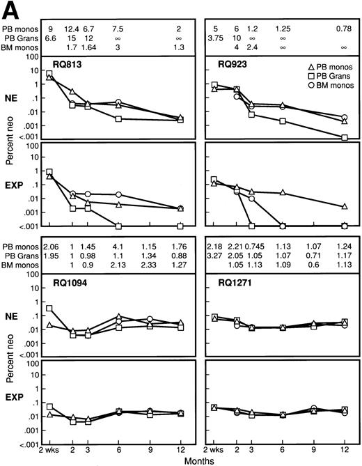 Fig. 6. Percentage of marking calculated by semiquantitative PCR originating from both the nonexpanded and expanded population of marked cells posttransplant for all 8 animals. For each animal, the upper panel represents the percentage of marking originating from transduced but nonexpanded cells (NE), while the lower panel represents the percentage of marking from the expanded cells (EXP). Marking was assessed in PB mononuclear cells (PB monos), PB granulocytes (PB Grans), and BM mononuclear cells (BM monos) at 2 weeks, 2 months, 3 months, 6 months, 9 months, and 12 months. In each panel, the ratio of marking from the nonexpanded cells to the marking from the expanded cells is given for each fraction analyzed at each time point in the upper portion of each panel. A ratio greater than 1 signifies higher marking from the nonexpanded cells, and ∞ denotes no detectable marking from the expanded cells, at least a 3 log difference given the PCR sensitivity.
