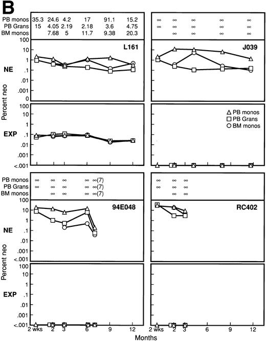 Fig. 6. Percentage of marking calculated by semiquantitative PCR originating from both the nonexpanded and expanded population of marked cells posttransplant for all 8 animals. For each animal, the upper panel represents the percentage of marking originating from transduced but nonexpanded cells (NE), while the lower panel represents the percentage of marking from the expanded cells (EXP). Marking was assessed in PB mononuclear cells (PB monos), PB granulocytes (PB Grans), and BM mononuclear cells (BM monos) at 2 weeks, 2 months, 3 months, 6 months, 9 months, and 12 months. In each panel, the ratio of marking from the nonexpanded cells to the marking from the expanded cells is given for each fraction analyzed at each time point in the upper portion of each panel. A ratio greater than 1 signifies higher marking from the nonexpanded cells, and ∞ denotes no detectable marking from the expanded cells, at least a 3 log difference given the PCR sensitivity.