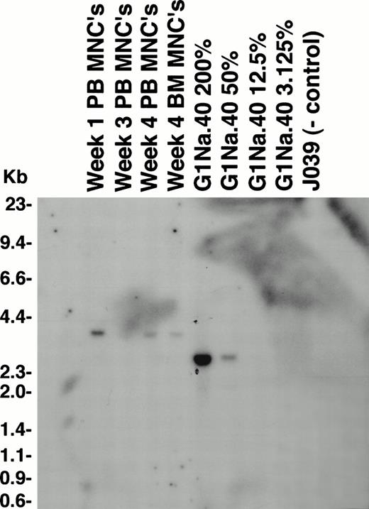 Fig. 7. Southern blot analysis of genetic marking in animal RC402. Ten micrograms of genomic DNA was digested with Kpn I, which cuts within the viral LTRs. In this animal, the nonexpanded fraction was transduced with LNL6 and the expanded fraction with G1Na in the presence of IL-3, IL-6, SCF, Flt-3 ligand, and an autologous stromal monolayer. PB mononuclear cells (PB MNCs) and BM mononuclear cells (BM MNCs) were analyzed, along with positive control dilutions of G1Na producer cell line DNA mixed with normal rhesus PB DNA at the percentages shown. The band present in these samples (3.0 kb) match the predicted size for LNL6 (3.0 kb).
