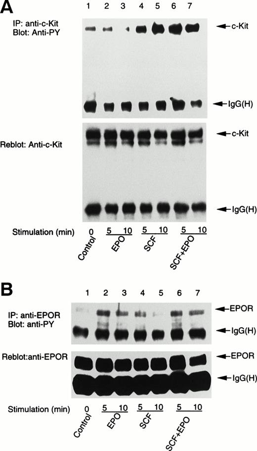 Fig. 1. SCF causes tyrosine phosphorylation of EPO-R, but cannot replace EPO to support human erythropoiesis in vitro. Phosphorylation of c-Kit (A) and EPO-R (B) after stimulation of ECFC with EPO, SCF, or EPO + SCF. Replicate day-8 ECFC (∼5 × 106) were starved and then treated with SCF and EPO separately or in combination for 5 or 10 minutes as described in Materials and Methods. Cell extracts were subject to immunoprecipitation with anti–c-Kit and anti–EPO-R antibodies in the presence of protein A-Sepharose beads. Immunoprecipitates (corresponding to whole cell extracts containing 50 μg of total protein) were subjected to SDS-PAGE and Western blot analysis with antiphosphotyrosine antibody 4G-10. (C) To determine the requirement of SCF and EPO for growth of ECFC, day-6 ECFC (5 × 103) were incubated in 20% FBS, 1% BSA-containing medium supplemented with SCF, EPO, or SCF + EPO. Cell numbers were determined after 7 days in culture. Data represent the mean values from three independent experiments.