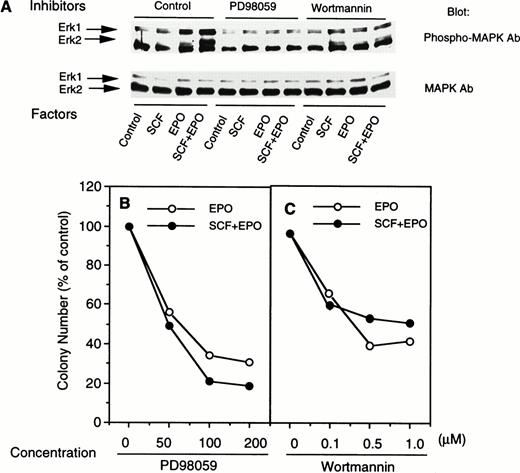 Fig. 3. MEK inhibitor PD98059 and PI-3 kinase inhibitor wortmannin inhibit synergistic activation of MAPK (A) and cell growth (B and C). Serum-starved cells were left untreated (control) or pretreated with 100 μmol/L PD98059 or 0.5 μmol/L wortmannin for 1 hour and then stimulated with SCF and EPO separately or jointly for 10 minutes. Whole cell extracts were subject to SDS-PAGE and Western blotting with phospho-specific MAPK antibody or anti-MAPK antibody. The latter detects both phosphorylated and nonphosphorylated MAPK. A representative figure from four experiments with similar results is shown. Each experiment was performed with blood samples from different normal volunteers. It should be noted that a nonspecific band right below phospho-Erk2 was equally distributed in all lanes. To analyze the effects of the inhibitors on erythroid cell growth, day-6 ECFC (5 × 103) were allowed to grow for another 7 days in liquid medium supplemented with EPO (○) or SCF + EPO (•) in the presence of varying concentrations of PD98059 (B) or wortmannin (C). Cell numbers were determined after 7 days in culture. Results represent data from three independent experiments.