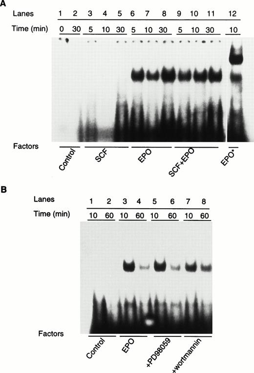 Fig. 4. SCF and inhibitors of MEK and PI-3 kinase have no effects on EPO-induced activation of STAT5. (A) Serum-starved day-8 ECFC were treated with SCF, EPO, or SCF + EPO for 5, 10, and 30 minutes. Nuclear extracts were extracted and analyzed for STAT activity with a32P-labeled PIE oligonucleotide probe. EPO* (lane 12, A) denotes a supershift analysis with the nuclear extracts preincubated with anti-STAT5b antibody (0.2 μg) for 10 minutes at room temperature before the addition of the PIE probe. (B) Serum-starved cells were pretreated with 100 μmol/L PD98059 or 0.5 μmol/L wortmannin for 1 hour before stimulation with EPO for 10 and 60 minutes. STAT5 activity was determined as described above.