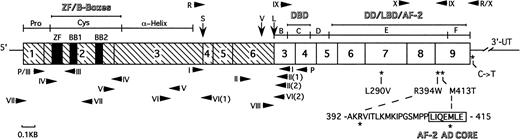Fig. 1. Schematic structure of PML-RAR mRNA showing the major functional domains. The PML portion is hatched and the RAR portion is clear. Numbers in the boxes indicate exons. Vertical arrows indicate the positions of break/fusion sites in the translocated PML gene that result in the formation of three different forms of PML-RAR mRNA: S-, V-, and L-forms. Arrowheads show the sites of PCR primers used in this study. Primers used for screening of the PML region are shown beneath the schematic bar, whereas those for the RAR region are shown above it. The asterisks indicate the positions of base changes found in the PML-RAR allele, and the coding region amino acid changes are shown in expanded form below the schematic bar. The abbreviations are as follows: Pro, proline-rich domain; Cys, cysteine/histidine clusters; -Helix, -helical coiled-coil dimerization domain; B-F, B- to F-region of RAR; ZF, zinc-finger RING motif; BB1 and BB2, two B-boxes; DBD, DNA binding domain; DD, dimerization domain; LBD, ligand binding domain; AF-2, activator function-2 domain; AF-2 AD CORE, 7 amino acid long AF-2 activation domain; 3′-UT, 3′ untranslated region.