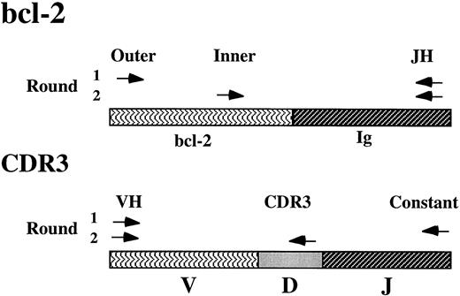 Fig. 1. Schema of seminested PCR detection primers.