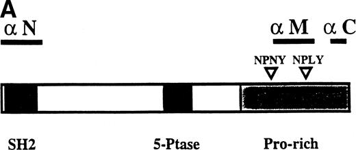Fig. 1. Multiple forms of SHIP are present in the murine hematopoietic cell line, DA-ER. (A) A diagrammatic representation of SHIP and an indication of the regions used to generate anti–N-, anti–M-, and anti–C-antisera. (B) An anti-M immunoblot of anti-N (lane 1) and anti-M (lane 2) immunoprecipitates from IL-3–stimulated DA-ER cells. (C) The left panel is an anti-M immunoblot of anti-N or anti-C immunoprecipitates from IL-3–stimulated DA-ER cells and the right panel is a reprobing of the anti-N immunoprecipitated sample with anti-C. (D) An anti-N immunoblot of a total cell lysate from 1 × 107 nucleated mouse bone marrow cells.