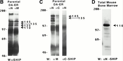Fig. 1. Multiple forms of SHIP are present in the murine hematopoietic cell line, DA-ER. (A) A diagrammatic representation of SHIP and an indication of the regions used to generate anti–N-, anti–M-, and anti–C-antisera. (B) An anti-M immunoblot of anti-N (lane 1) and anti-M (lane 2) immunoprecipitates from IL-3–stimulated DA-ER cells. (C) The left panel is an anti-M immunoblot of anti-N or anti-C immunoprecipitates from IL-3–stimulated DA-ER cells and the right panel is a reprobing of the anti-N immunoprecipitated sample with anti-C. (D) An anti-N immunoblot of a total cell lysate from 1 × 107 nucleated mouse bone marrow cells.