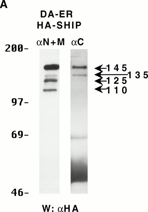 Fig. 2. The multiple forms of SHIP can be generated from a single cDNA and are all long lived in vivo. (A) An anti-HA Western blot of anti-N + anti-M (left panel) or anti-C immunoprecipitates (right panel) from IL-3–stimulated DA-ER cells expressing HA-tagged SHIP. (B) An autoradiogram of anti-HA immunoprecipitates from 35S-methionine pulse-labeled HA-SHIP–expressing DA-ER cells taken at 0 (−), 1, 3, 10, and 21 hours after the 30-minute labeling period. Similar results were obtained in 3 separate experiments.