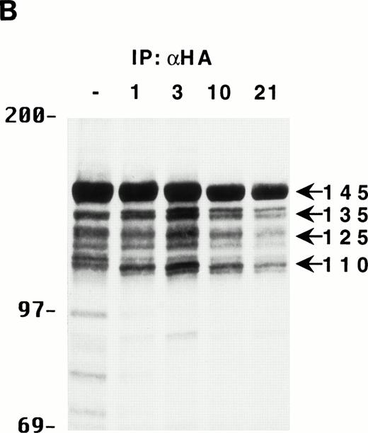 Fig. 2. The multiple forms of SHIP can be generated from a single cDNA and are all long lived in vivo. (A) An anti-HA Western blot of anti-N + anti-M (left panel) or anti-C immunoprecipitates (right panel) from IL-3–stimulated DA-ER cells expressing HA-tagged SHIP. (B) An autoradiogram of anti-HA immunoprecipitates from 35S-methionine pulse-labeled HA-SHIP–expressing DA-ER cells taken at 0 (−), 1, 3, 10, and 21 hours after the 30-minute labeling period. Similar results were obtained in 3 separate experiments.