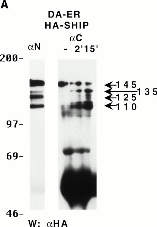 Fig. 3. The multiple forms of SHIP can be generated in vitro by digestion with calpain. (A) Lysates from IL-3–stimulated DA-ER cells expressing HA-SHIP were immunoprecipitated with anti-N (lane 1) or anti-C (next 3 lanes), and the latter was subjected to digestion with 10 mU of pure rabbit m-calpain for the times indicated. The control sample (lane 2) was incubated for 15 minutes in the absence of m-calpain. The samples were then subjected to anti-HA Western analysis. (B) Lysates, prepared in the absence (lanes 1 and 3) or presence (lanes 2 and 4) of the standard protease inhibitors (see the Materials and Methods) from IL-3–stimulated DA-ER cells expressing HA-SHIP, were immunoprecipitated with anti-C (lanes 1, 2, and 3) or anti-N (lane 4) and the lane 3 sample was digested with 10 mU of pure rabbit m-calpain for 4 hours. The samples were then subjected to anti-HA Western analysis.
