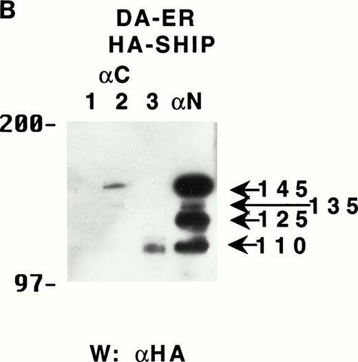 Fig. 3. The multiple forms of SHIP can be generated in vitro by digestion with calpain. (A) Lysates from IL-3–stimulated DA-ER cells expressing HA-SHIP were immunoprecipitated with anti-N (lane 1) or anti-C (next 3 lanes), and the latter was subjected to digestion with 10 mU of pure rabbit m-calpain for the times indicated. The control sample (lane 2) was incubated for 15 minutes in the absence of m-calpain. The samples were then subjected to anti-HA Western analysis. (B) Lysates, prepared in the absence (lanes 1 and 3) or presence (lanes 2 and 4) of the standard protease inhibitors (see the Materials and Methods) from IL-3–stimulated DA-ER cells expressing HA-SHIP, were immunoprecipitated with anti-C (lanes 1, 2, and 3) or anti-N (lane 4) and the lane 3 sample was digested with 10 mU of pure rabbit m-calpain for 4 hours. The samples were then subjected to anti-HA Western analysis.