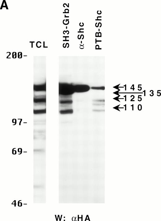 Fig. 4. Binding properties and subcellular location of the various SHIP proteins. (A) Cell lysates from HA-SHIP–expressing DA-ER cells, treated with IL-3 for 5 minutes at 37°C, were either subjected directly to SDS-PAGE (right panel) or were incubated with beads containing the C-terminal SH3 domain of Grb2 or the PTB domain of Shc for 1 hour at 4°C, or immunoprecipitated with anti-Shc antibodies. The beads were then washed 3 times with PSB containing 0.5% NP40 and boiled in SDS-sample buffer and all of the samples were subjected to anti-HA Western analysis. (B) DA-ER cells expressing HA-SHIP were stimulated with IL-3 for the indicated times and fractionated into TX-100–soluble (Tx sol), TX-100–insoluble (Tx insol), and submembranous cytoskeletal (SM Cyto) fractions and subjected to anti-N immunoprecipitation and anti-HA Western analysis. (C) (Left panel) Total cell lysates from DA-ER and murine bone marrow cells were subjected to anti-N+anti-M Western analysis. (Right panel) Murine bone marrow cells (2 × 107 cells) were lysed in 100 μL 2% TX-100 in PSB for 10 minutes at 4°C and centrifuged at 10,000g for 10 minutes. The TX-100–insoluble fraction was extracted from the pellet with 100 μL 1% TX-100, 0.3% deoxycholate, and 1 mol/L NaCl in PSB for 30 minutes at 4°C and, after centrifuging at 10,000g for 10 minutes, it (the supernatant) was subjected to anti-N+anti-M Western analysis.