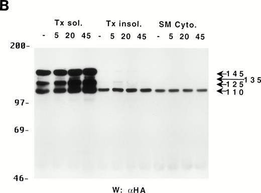 Fig. 4. Binding properties and subcellular location of the various SHIP proteins. (A) Cell lysates from HA-SHIP–expressing DA-ER cells, treated with IL-3 for 5 minutes at 37°C, were either subjected directly to SDS-PAGE (right panel) or were incubated with beads containing the C-terminal SH3 domain of Grb2 or the PTB domain of Shc for 1 hour at 4°C, or immunoprecipitated with anti-Shc antibodies. The beads were then washed 3 times with PSB containing 0.5% NP40 and boiled in SDS-sample buffer and all of the samples were subjected to anti-HA Western analysis. (B) DA-ER cells expressing HA-SHIP were stimulated with IL-3 for the indicated times and fractionated into TX-100–soluble (Tx sol), TX-100–insoluble (Tx insol), and submembranous cytoskeletal (SM Cyto) fractions and subjected to anti-N immunoprecipitation and anti-HA Western analysis. (C) (Left panel) Total cell lysates from DA-ER and murine bone marrow cells were subjected to anti-N+anti-M Western analysis. (Right panel) Murine bone marrow cells (2 × 107 cells) were lysed in 100 μL 2% TX-100 in PSB for 10 minutes at 4°C and centrifuged at 10,000g for 10 minutes. The TX-100–insoluble fraction was extracted from the pellet with 100 μL 1% TX-100, 0.3% deoxycholate, and 1 mol/L NaCl in PSB for 30 minutes at 4°C and, after centrifuging at 10,000g for 10 minutes, it (the supernatant) was subjected to anti-N+anti-M Western analysis.