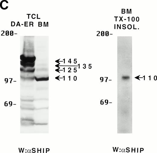 Fig. 4. Binding properties and subcellular location of the various SHIP proteins. (A) Cell lysates from HA-SHIP–expressing DA-ER cells, treated with IL-3 for 5 minutes at 37°C, were either subjected directly to SDS-PAGE (right panel) or were incubated with beads containing the C-terminal SH3 domain of Grb2 or the PTB domain of Shc for 1 hour at 4°C, or immunoprecipitated with anti-Shc antibodies. The beads were then washed 3 times with PSB containing 0.5% NP40 and boiled in SDS-sample buffer and all of the samples were subjected to anti-HA Western analysis. (B) DA-ER cells expressing HA-SHIP were stimulated with IL-3 for the indicated times and fractionated into TX-100–soluble (Tx sol), TX-100–insoluble (Tx insol), and submembranous cytoskeletal (SM Cyto) fractions and subjected to anti-N immunoprecipitation and anti-HA Western analysis. (C) (Left panel) Total cell lysates from DA-ER and murine bone marrow cells were subjected to anti-N+anti-M Western analysis. (Right panel) Murine bone marrow cells (2 × 107 cells) were lysed in 100 μL 2% TX-100 in PSB for 10 minutes at 4°C and centrifuged at 10,000g for 10 minutes. The TX-100–insoluble fraction was extracted from the pellet with 100 μL 1% TX-100, 0.3% deoxycholate, and 1 mol/L NaCl in PSB for 30 minutes at 4°C and, after centrifuging at 10,000g for 10 minutes, it (the supernatant) was subjected to anti-N+anti-M Western analysis.