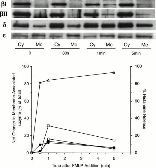 Fig. 4. PKC translocation in basophils stimulated with FMLP. Basophils (purity: 73%) were stimulated with 1 μmol/L FMLP and after the times indicated the cells were harvested, membrane and cytosol fractions were prepared, analyzed by Western blotting, and the bands quantified by digital imaging. The data shows one of two experiments. The data on the lower panel is expressed as the amount of membrane-associated PKC as a percentage of the summed band intensities for membrane + cytosol. PKC βI (○), βII (□), δ (▪), ε (•), and histamine (▴).
