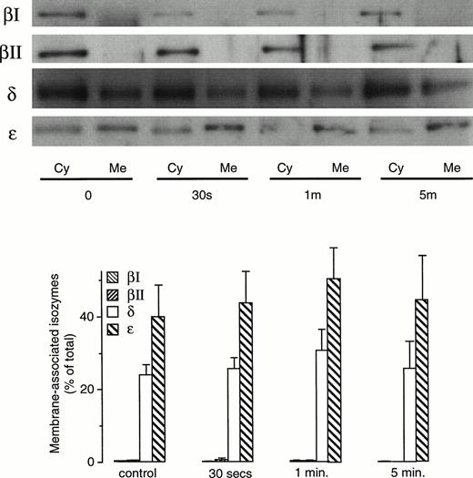 Fig. 5. PKC translocation in basophils stimulated with anti-IgE antibody. Basophils (purity of 71%) were stimulated with 0.2 μg/mL of anti-IgE antibody and after the times indicated the cells were harvested, membrane and cytosol fractions were prepared, analyzed by Western blotting and the bands quantified by digital imaging. The results shown in the top half of the figure are from one of three experiments, the one with the highest histamine release (71%), and the bottom half of the figure shows the average of three experiments (average histamine release was 34%).