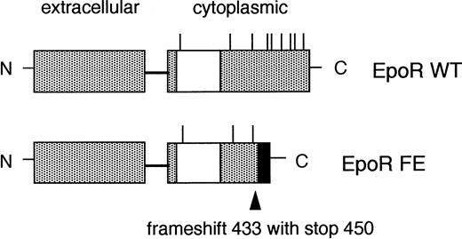 Fig. 1. Structures of normal EpoR and EpoR truncation mutant. The deletion found in the familial erythrocytosis mutation studied here is shown (EpoR FE). There is a frameshift at the coding sequence of amino acid 433 resulting in 17 novel amino acids (black box) followed by a premature stop codon. The 70 terminal amino acids of the normal EpoR (EpoR WT) are deleted in this mutation. The deletion includes 6 of the 9 cytoplasmic tyrosine residues (short vertical lines). The region required for mitogenesis (which includes the box 1 and box 2 domains) is shown in the open box.