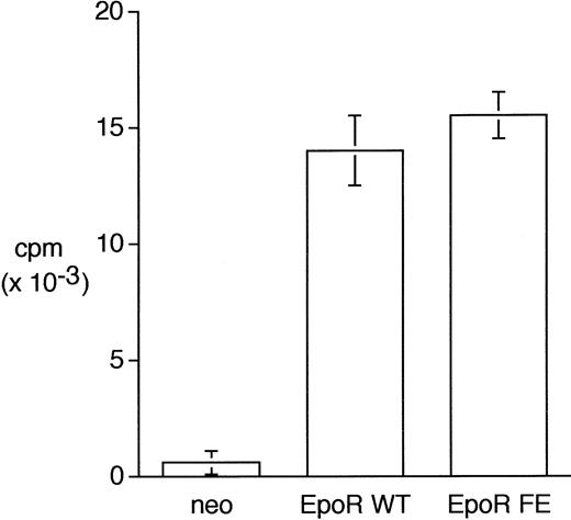 Fig. 2. 32D cells transfected with either the full-length or truncated EpoR demonstrate equivalent growth at high Epo concentrations. Cells were grown in 2 U/mL Epo for 3 days and then assayed in triplicate for 3H-thymidine incorporation. 32D/neo cells do not proliferate in Epo because they lack Epo receptors. Standard error bars are indicated.