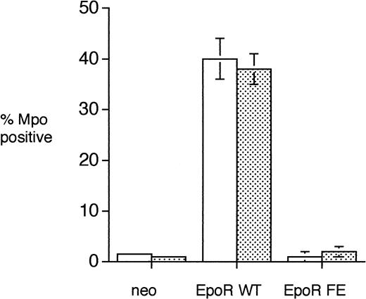 Fig. 4. Expression of Mpo in single cell clones of 32D transfectants. Single cell clones of the 32D transfectants (obtained by limiting dilution) were grown in either 10% FCS (open bars) or 100% serum-free media (dotted bars) in the presence of 2 ng/mL IL-3 (32D/neo) or 2 U/mL Epo (32D/EpoR WT and 32D/EpoR FE) for 3 days and then cytochemical stains for Mpo were performed. A total of 200 cells were counted for each individual clone tested. The number of clones tested was 2 for neo, 5 for EpoR WT, and 5 for EpoR FE. The bars indicate standard error.