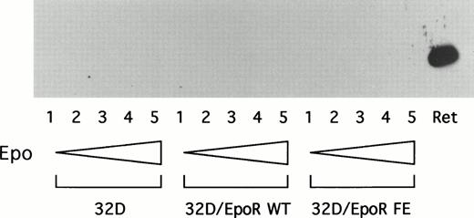 Fig. 5. 32D transfectants do not express globin. Cells were grown for 3 days in 10% WEHI conditioned media (as a source of IL-3) containing 0 (lane 1), 0.1 (lane 2), 0.5 (lane 3), 1 (lane 4), or 5 U/mL Epo (lane 5). The lysate from 1 × 105 cells was electrophoresed in a 10% SDS gel and then immunoblotted with antimouse hemoglobin. Lane labeled “Ret” indicates mouse reticulocytes (1 × 104 cells) as a positive control.