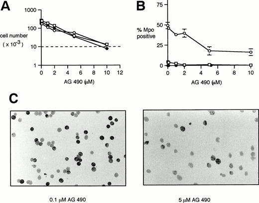 Fig. 6. Effect of the Jak2 inhibitor AG 490 on the growth and differentiation of 32D transfectants. Cells were cultured in IMDM/10% FCS containing 2 ng/mL IL-3 (32D/neo cells) or 2 U/mL Epo (32D/EpoR WT and 32D/EpoR FE cells). The indicated concentration of the Jak2 inhibitor AG 490 was added at 0 hours and again at 24 and 48 hours. The cells were studied at 72 hours. AG 490 concentrations were 0, 0.1, 1, 2, 5, and 10 μmol/L. 32D/neo (□), 32D/EpoR WT (○), 32D/EpoR FE (•). (A) The viable cells were counted and expressed as a function of increasing AG 490. The initial cell number (10,000 cells) is indicated by the dotted line. Each point was done in triplicate. Standard error at each point was 10% or less of indicated value and has been omitted for clarity. (B) Cytospins were stained for Mpo. Mpo positive cells were counted and expressed as a function of increasing AG 490. Each point was done in triplicate with standard error bars shown. (C) Representative fields of Mpo-stained cytospins of 32D/EpoR WT cells at the indicated AG 490 concentrations.