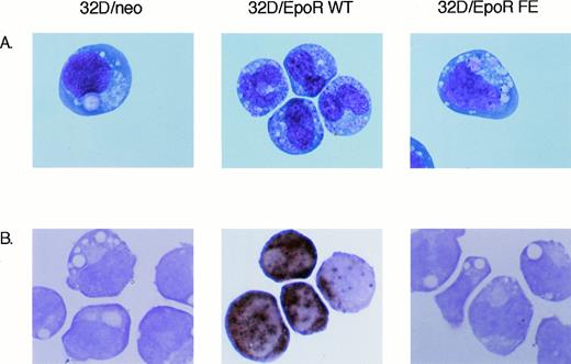 Fig. 3. Morphology of 32D transfectants. Cells were grown for 3 days in either 2 ng/mL IL-3 (32D/neo), or 2 U/mL Epo (32D/EpoR WT and FE cells). Cytospin preparations were prepared for Wright-Giemsa stain or Mpo stain. Original magnification is 500X.
