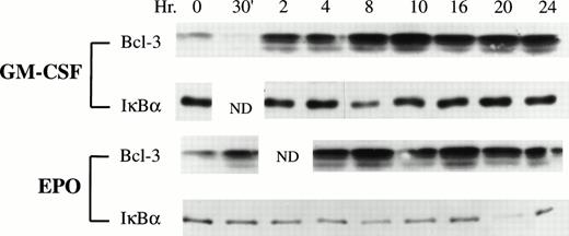 Fig. 1. Bcl-3 expression in GM-CSF–stimulated and Epo-stimulated TF-1 cells. Whole cell lysates were prepared from growth factor-induced TF-1 cells at the time points indicated. Thirty micrograms of protein was loaded on each lane of a 12% polyacrylamide gel (Bcl-3) or 15 μg of protein was loaded on each lane of a 10% polyacrylamide gel (IκB). The membranes were blotted with anti–Bcl-3 (1:200) or anti-IκB (1:2,000) antibody as a control and then detected with ECL. N.D. indicates time points that were not done. Three independent experiments showed induction of Bcl-3 expression.