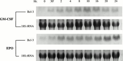 Fig. 2. GM-CSF and Epo induce Bcl-3 mRNA expression in TF-1 cells. Total RNA was isolated from GM-CSF–induced or Epo-induced TF-1 cells and Northern blotting analysis was performed using 40 μg RNA from each sample. 32P-dCTP–labeled Bcl-3 cDNA was used as a probe. 18s rRNA is shown as a control for equivalent loading.
