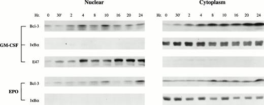 Fig. 3. GM-CSF and Epo enhance Bcl-3 nuclear translocation. Growth factor-induced TF-1 cells (1 × 107) were used for nuclear or cytoplasm separation. Twenty-five micrograms of nuclear or 20 μg of cytosolic protein extracts was loaded on each lane of a 12% polyacrylamide gel and subjected to Western blotting with anti–Bcl-3 antibody. As a control, 15 μg of nuclear or cytoplasmic extract was loaded on a 10% polyacrylamide gel to detect IκB. For GM-CSF–stimulated cells, 30 μg of nuclear or cytoplasmic extract was loaded on each lane of 12% gel and detection was with anti-E47 antibody as another control for quality of subcellular fractionation. Representative results are shown from 3 independent experiments.