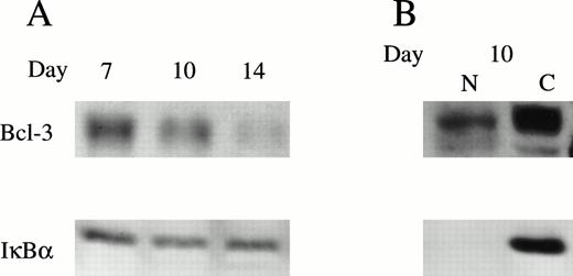 Fig. 4. Bcl-3 expression in day-7, -10, and -14 BFU-E–derived erythroblasts. (A) Normal human BFU-E–derived erythroblasts were harvested and the whole cell lysates from 4 × 105 (Bcl-3) or 2 × 105 (IκB) cells were separated on a 10% polyacrylamide gel. Western analysis was performed with anti–Bcl-3 or anti-IκB antibodies and ECL. (B) Nuclear and cytoplasmic extracts were separated from day-10 cells. Fifty micrograms of nuclear (N) or cytoplasmic (C) extract was loaded onto each lane of a 10% gel and subjected to Western blotting. Two experiments were performed with anti–Bcl-3 or anti-IκB antibodies with identical results.
