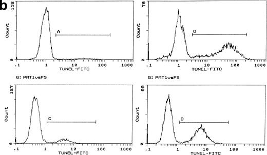 Fig. 1. Induction of apoptosis by cytochrome c in Bo cells. (a) DNA analysis by flow cytometry. Cells were electroporated with bovine cytochrome c (Sigma Ltd) at different concentrations or control protein (FCS) and examined by flow cytomery after 4 hours of incubation. (Top row) With IL-3; (bottom row) without IL-3. Apoptosis is detectable at 8 μg/mL cytochrome c (middle panels) and is significant at 80 μg/mL (left panels, arrow). Apoptotic fractions (gate a, arrow) were as follows: with IL-3: control, <1%; 8 μg/mL, 2%; 80 μg/mL, 11%; without IL-3: control, <1%; 8 μg/mL, 5%; 80 μg/mL, 20%. (b) Apoptosis identified by TUNEL-labeling and flow cytometry. Intact cells were gated by forward- and side-scatter profiles. Fluorescence gates (A, B, C, and D) were then set for all positive events determined by Fluorospheres (Coulter Inc). The percentage of TUNEL-positive cells is in brackets. All cells were incubated with IL-3 and were electroporated with 80 μg/mL cytochrome c or equivalent amounts of FCS (control cells). (A and B) Bo cells examined by flow cytometry after 2 hours. (A) Controls (4%); (B) with cytochrome c (42%); (C and D) B15 cells after 4 hours of incubation. (C) Controls (11%); (D) with cytochrome c (36%). (c) Uptake of cytochrome c by electroporated cells. Bo cells were electroporated as described above with 80 μg/mL cytochrome mixed with 2 μg/mL biotinylated cytochrome c labeled with FITC-streptavidin. Cells were washed and recultured for 1 hour without IL-3 before flow cytometric analysis. (Left) Control cells electroporated with unlabeled cytochrome c; (right) with labeled cytochrome c. Twenty-four percent of cells were labeled. Twenty-seven percent of cells were apoptotic by direct microscopy at 2 hours. In 3 experiments, 31% ± 5.5% were labeled by FITC-cytochrome c and 36% ± 6% were apoptotic after 2 hours. Controls showed 2% ± 1.4% apoptotic cells.