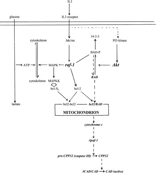 Fig. 8. Schematic model linking IL-3 regulation of metabolism with apoptosis and cytochrome c release. IL-3 signaling activates multiple pathways, but includes activation of JAK-type kinases, STAT transcription factors, Ras, Raf, MAP-K, and Akt.55-62 MAP-K activation and increase in cytoskeletal assembly/remodelling during growth creates an ATP demand and therefore an increase in glycolysis (left side, solid lines). Simultaneously, Raf targeted to the mitochondria by bcl-2, and/or Akt, phosphorylates BAD55 that sequesters it to cytoplasmic 14-3-3 protein56 (right side, solid lines). Withdrawal of IL-3 leads to reduced Raf, Akt, and MAP-K activity, loss in cytoskeletal assembly, decline in ATP demand,19 and downregulated glycolysis. Coincidentally, unphosphorylated BAD is redirected to heterodimerise with mitochondrial bcl-2/bcl-XL, which releases cytochrome c irrespective of ▵ψm, activates caspase III (CPP32), and CAD. Exogenous cytochrome c bypasses IL-3 signaling and directly activates caspase III. Although activation of MAP kinases in the MAP-KK A12 and A15 overexpression mutants has been difficult to demonstrate,24 overexpressed activated MAP-KK upregulates Bcl-XL (M. Collins, personal communication, 1998). This would explain why A2 and A15 cells have increased survival on IL-3 withdrawal but are still induced by exogenous cytochrome c.