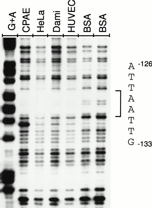 Fig. 4. DNase I footprint of the −142 to −89 NRE. A −178 to +48 fragment was labeled at −178 on the antisense strand and incubated for 30 minutes with 90 μg of nuclear extract from CPAE cells, HeLa cells, Dami cells, or HUVECs or 90 μg of BSA and used in footprinting analysis as described in the Materials and Methods. The −126 to −133 protected sequence is shown on the right. G+A lane corresponds to cleavage at bases G and A by Maxam-Gilbert chemical sequencing of the probe.