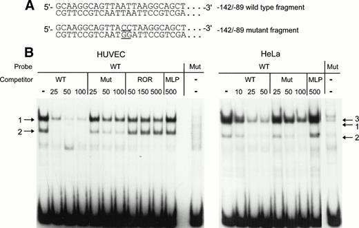 Fig. 5. Detection of nuclear proteins interacting with the −142 to −89 NRE of the vWF gene by mobility shift assays. (A) 5′-end of the sequence of the −142 to −89 wild-type probe and of the −142 to −89 mutant probe. The mutated basepairs are underlined. (B) The restriction enzyme fragments were labeled and incubated with nuclear extracts from HUVECs or HeLa cells before electrophoresis as described in the Materials and Methods. The competitors were wild-type fragment (WT), mutant fragment (Mut), ROR, and MLP oligonucleotides at the indicated molar excess. Arrows designate the specific retarded complexes as described in the text.