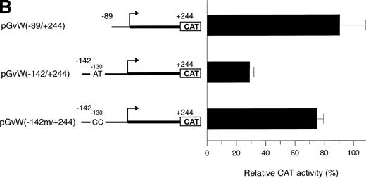 Fig. 7. Functional analysis of mutations in the AT-rich sequence. HUVECs and HeLa cells were transfected as described in the legend to Fig 1. (A) The vectors pGvW(−89/+19), pGvW(−142/+19), and pGvW(−142m/+19) are depicted on the left side of the figures. The construct pGvW(−142m/+19) is mutated at nt −130 and −129 inside the AT-rich sequence. The CAT activities associated with these vectors are expressed relative to the activity of pGvW(−89/+19), which is set at 100%, and are given on the right. (▪) HUVECs; () HeLa cells. (B) The vectors pGvW(−89/+244), pGvW(−142/+244), and pGvW(−142m/+244) are shown on the left side of the panel. The CAT activities in HUVECs are expressed relative to the activity of the plasmid pGvW(−89/+19). The results are the mean ± SD of 4 to 6 experiments.