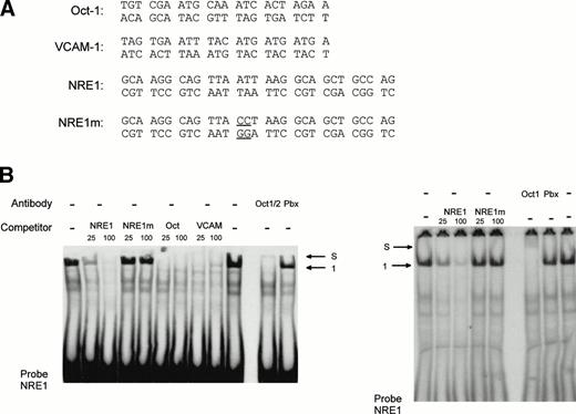 Fig. 8. Identification and characterization of Oct-1 binding to the vWF AT-rich NRE, to the consensus Oct-1 binding site, and to the VCAM-1 promoter octamer-like sequence. Double-stranded oligonucleotides were labeled and incubated with nuclear extracts from HeLa cells before electrophoresis as described in the Materials and Methods. (A) Sequences of the probes used for MSA. These probes spanned the vWF AT-rich NRE between nt −142 and −114 (NRE1), the binding site for the bipartite POU domain of Oct-1 (Oct), and the octamer-like silencer element in the VCAM-1 promoter (VCAM). The competitors NRE1, NRE1m (the mutated base pairs in the AT-rich element are underlined), Oct, and VCAM were used at the indicated molar excess. (B, C, and D) Mobility shift assays with probes NRE, Oct, and VCAM. Arrows show the specific retarded complex 1 and the supershifted complexes between Oct-1 and the probes (S) as described in the text. Supershifts with probe NRE were performed with two different antibodies, an anti–Oct-1/2 antibody (B, left panel) and an antibody specific to Oct-1 (B, right panel). The supershifted complex S is situated just underneath the level of the wells of the polyacrylamide gel.
