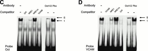 Fig. 8. Identification and characterization of Oct-1 binding to the vWF AT-rich NRE, to the consensus Oct-1 binding site, and to the VCAM-1 promoter octamer-like sequence. Double-stranded oligonucleotides were labeled and incubated with nuclear extracts from HeLa cells before electrophoresis as described in the Materials and Methods. (A) Sequences of the probes used for MSA. These probes spanned the vWF AT-rich NRE between nt −142 and −114 (NRE1), the binding site for the bipartite POU domain of Oct-1 (Oct), and the octamer-like silencer element in the VCAM-1 promoter (VCAM). The competitors NRE1, NRE1m (the mutated base pairs in the AT-rich element are underlined), Oct, and VCAM were used at the indicated molar excess. (B, C, and D) Mobility shift assays with probes NRE, Oct, and VCAM. Arrows show the specific retarded complex 1 and the supershifted complexes between Oct-1 and the probes (S) as described in the text. Supershifts with probe NRE were performed with two different antibodies, an anti–Oct-1/2 antibody (B, left panel) and an antibody specific to Oct-1 (B, right panel). The supershifted complex S is situated just underneath the level of the wells of the polyacrylamide gel.