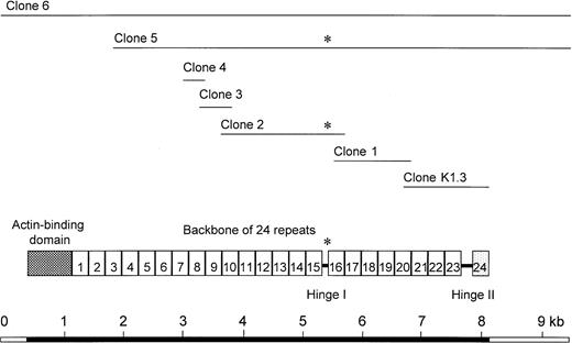 Fig. 1. cDNA clones that span the full-length actin-binding protein homologue sequence. Clone K1.3 was isolated by the yeast two-hybrid screening, clones 1-4 were obtained by rapid amplification of 5′ cDNA ends (5′ RACE), and clones 5 and 6 were the cDNA clones isolated from a human placenta library. The diagram shows an alignment of the ABP cDNA with characteristic functional domains of the ABP subunit. The asterisk indicates the position of the 24 amino acid Hinge I insertion in ABP-278.