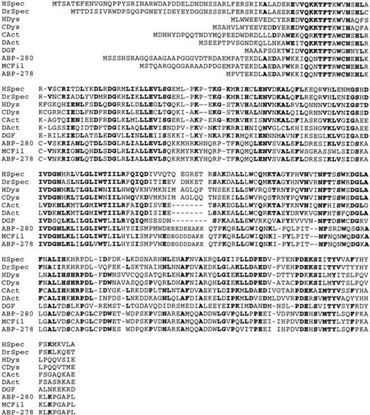 Fig. 3. Comparison of ABP-278 and ABP-276 amino terminal 248 amino acids with the actin-binding domains of other ABPs. Amino acids conserved in five or more members of the group are highlighted in bold. The group of ABPs includes: human β-spectrin (HSpec),34 Drosophilaspectrin (DrSpec),35 human dystrophin (HDys),37 chicken dystrophin (CDys),36 chicken -actinin (CAct),32 Dictyostelium -actinin (DAct),33 Dictyostelium gelation factor (DGF),31 human ABP-280,17chicken filamin protein (MCFil),47 and human ABP homologues ABP-276 and ABP-278.