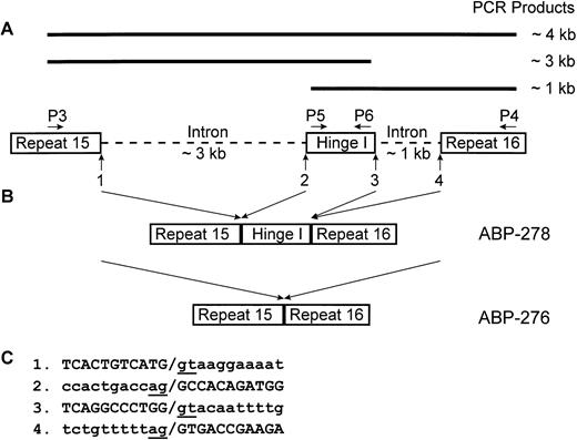 Fig. 5. Alternative splicing of the Hinge I region. (A) Schematic representation of the genomic structure encoding the Hinge I region and the PCR products amplified with specific primers P3, P4, P5, and P6. The genomic sequences encoding the Hinge I region and partial sequences of adjacent repeats 15 and 16 are boxed. Intron sequences are represented by dashed lines. The PCR primers specific for ABP-278 (P3, P4, P5, and P6) are labeled. The position of exon-intron junctions are indicated by vertical arrows and numbered. (B) Diagram of the formation of ABP-278 and its isoform ABP-276 by alternative RNA splicing. (C) Partial sequences of exon-intron junctions as numbered in (A). Splice juntions are indicated by slash. The consensus donor (gt) and acceptor (ag) dinucleotides are underlined.